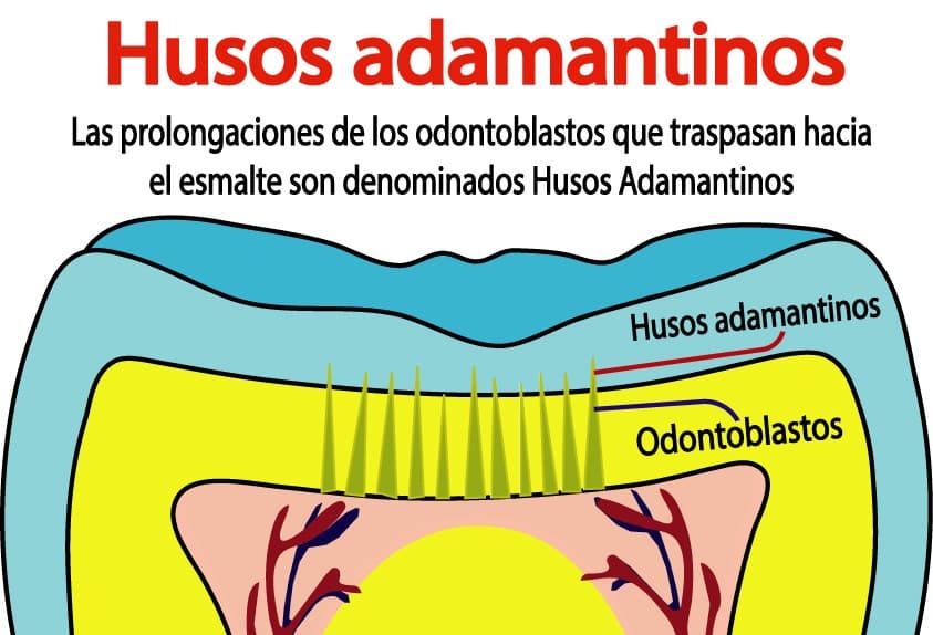 Husos adamantinos