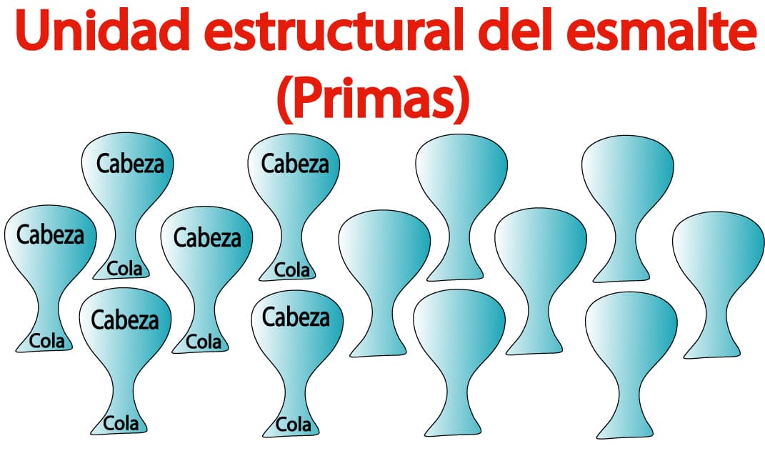 Unidad estructural del esmalte