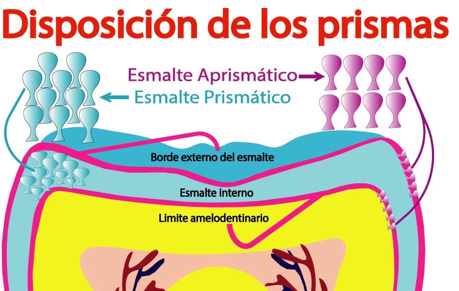 Disposición de los prismas del esmalte