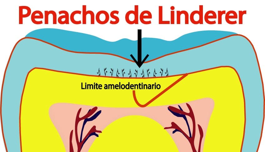 Penachos de Linderer