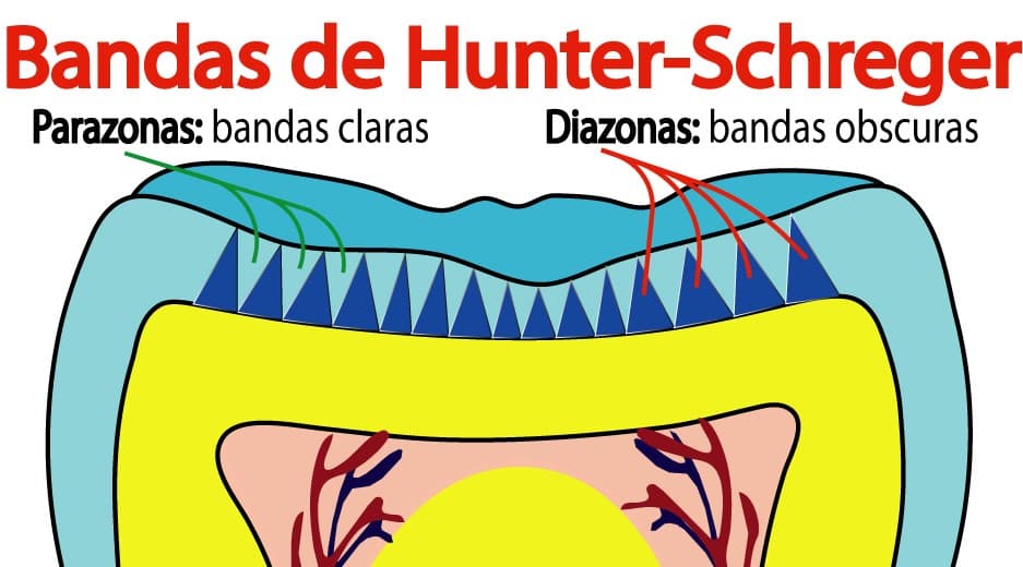 Bandas de Hunter-Schreger