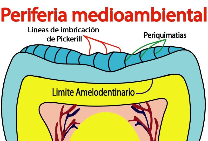 Estructuras del esmalte asociadas a la periferia medioambiental