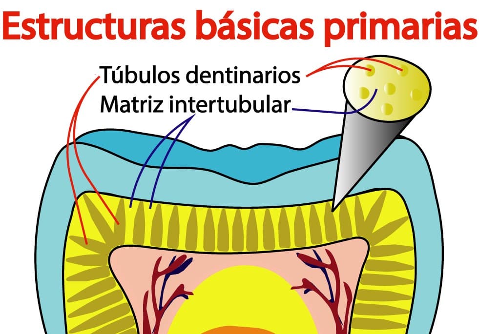 Túbulos dentinarios y matriz intertubular