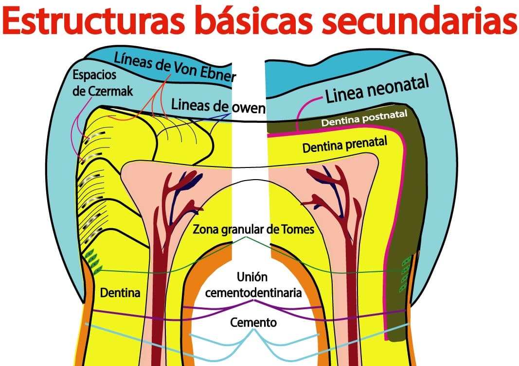 Estructuras básicas secundarias de la dentina