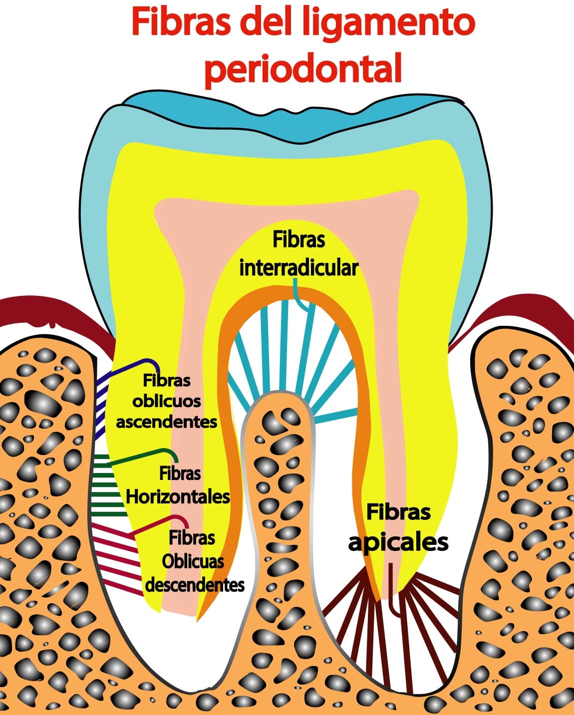 Fibras del ligamento periodontal