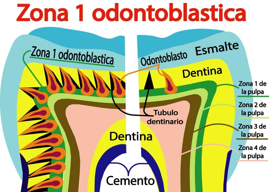 Zona odontoblástica de la pulpa dental