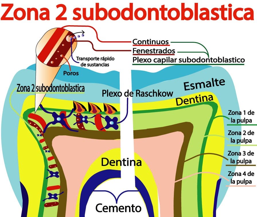 Zona subodontoblástica de la pulpa dental