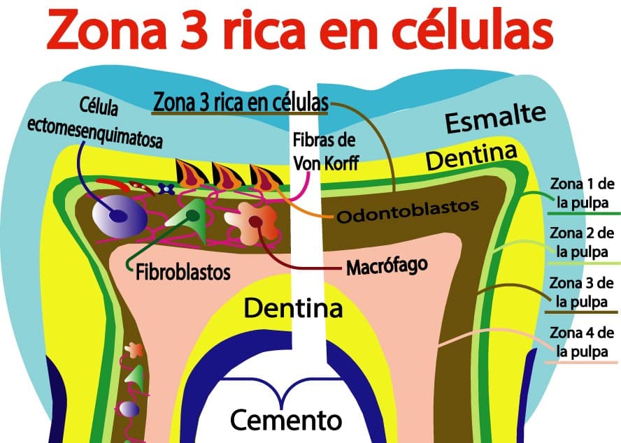 Zona rica en células de la pulpa dental