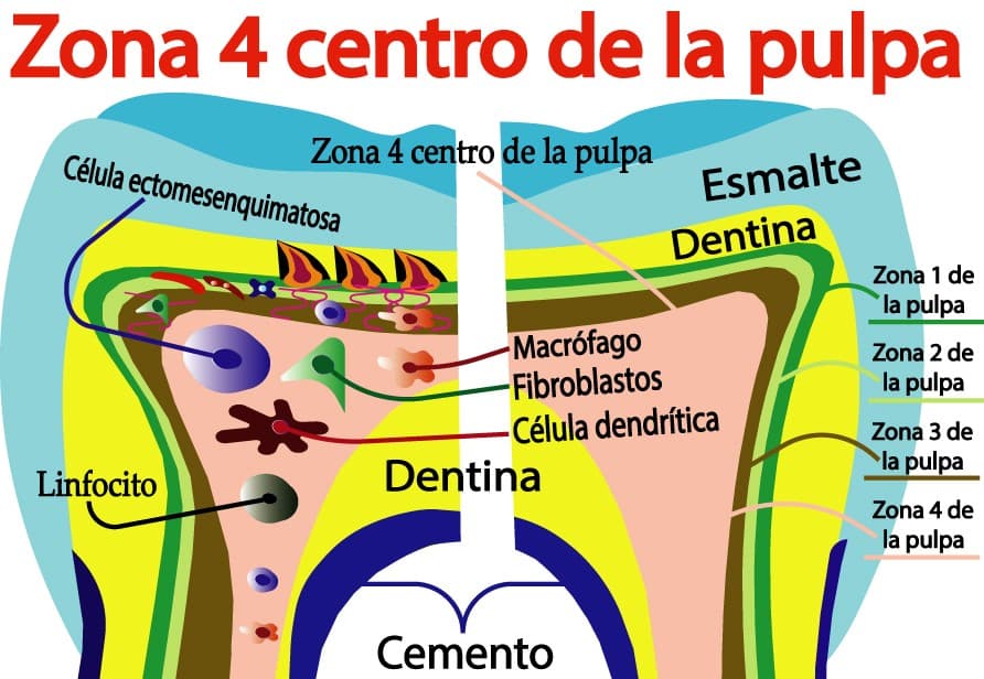 Centro de la pulpa dental