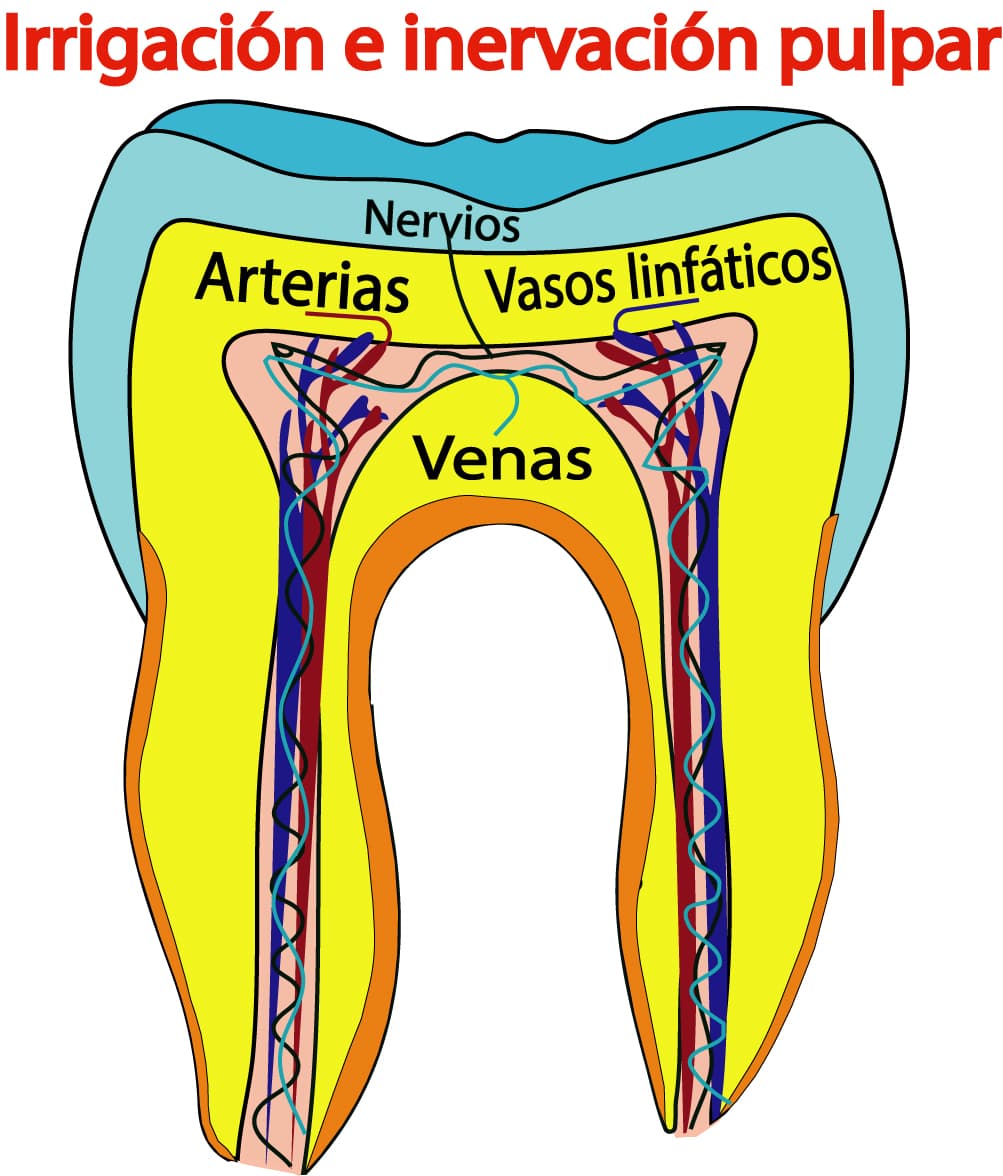 Irrigación de la pulpa dental