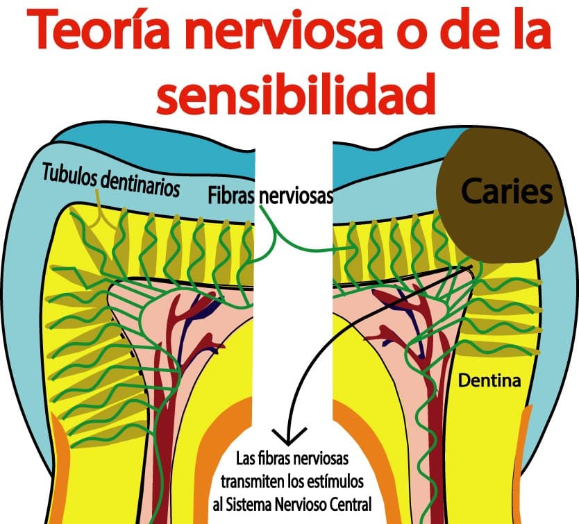 Teoría nerviosa de la sensibilidad