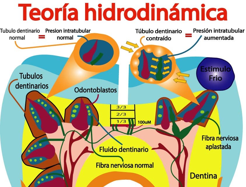 Teoría hidrodinámica ante estímulo frío