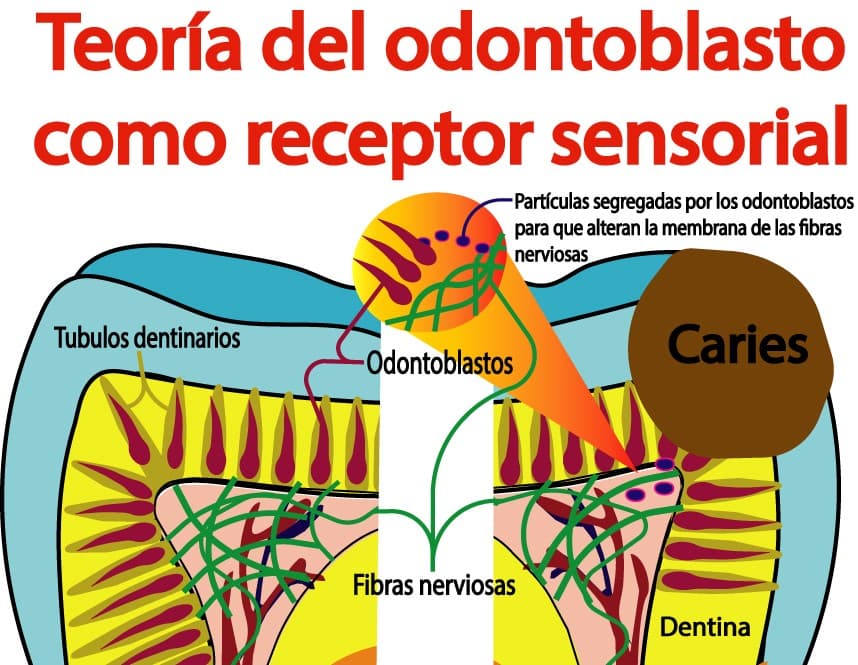 Teoría del odontoblasto como receptor sensorial